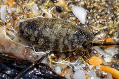 Onchidella nigricans