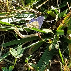 Polyommatus icarus