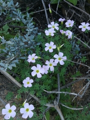 Oxalis comosa