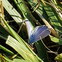Polyommatus icarus