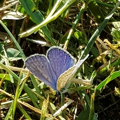 Polyommatus icarus