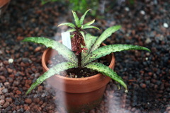 Eucomis vandermerwei