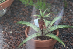 Eucomis vandermerwei