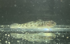 Microgobius gulosus