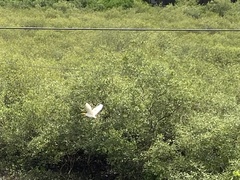 Bubulcus ibis coromandus