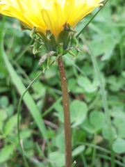 Taraxacum longicorne