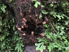 Megaphobema mesomelas