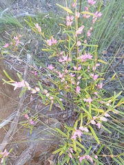 Boronia hapalophylla