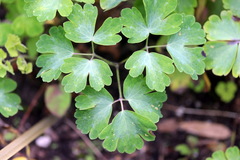 Ranunculus chaerophyllos