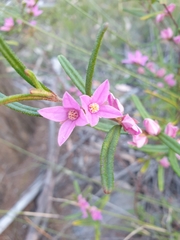 Boronia hapalophylla