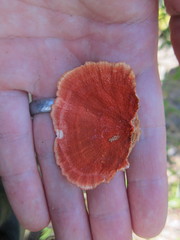 Pycnoporus sanguineus image