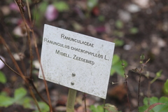 Ranunculus chaerophyllos
