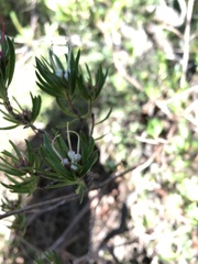 Darwinia procera