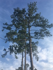Pinus serotina