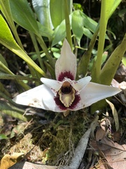 Maxillaria grandis