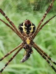 Argiope aemula