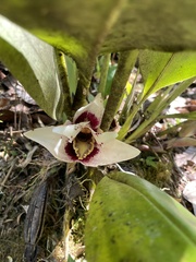 Maxillaria grandis