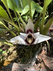 Maxillaria grandis