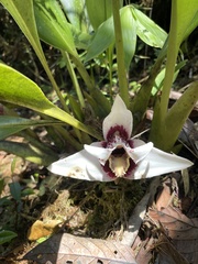 Maxillaria grandis