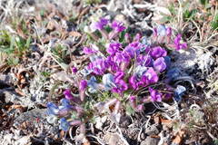 Oxytropis czukotica