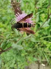 Paranthrene tabaniformis