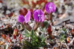 Oxytropis czukotica