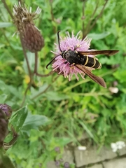 Paranthrene tabaniformis