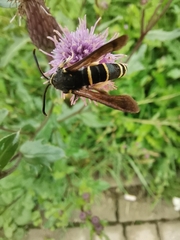 Paranthrene tabaniformis