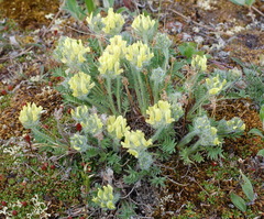Oxytropis leucantha