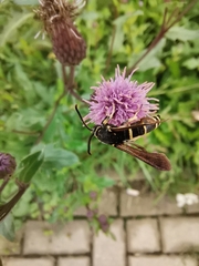 Paranthrene tabaniformis