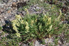 Oxytropis maydelliana