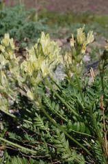 Oxytropis maydelliana
