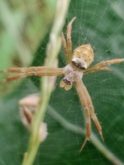 Argiope