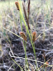 Carex rotundata