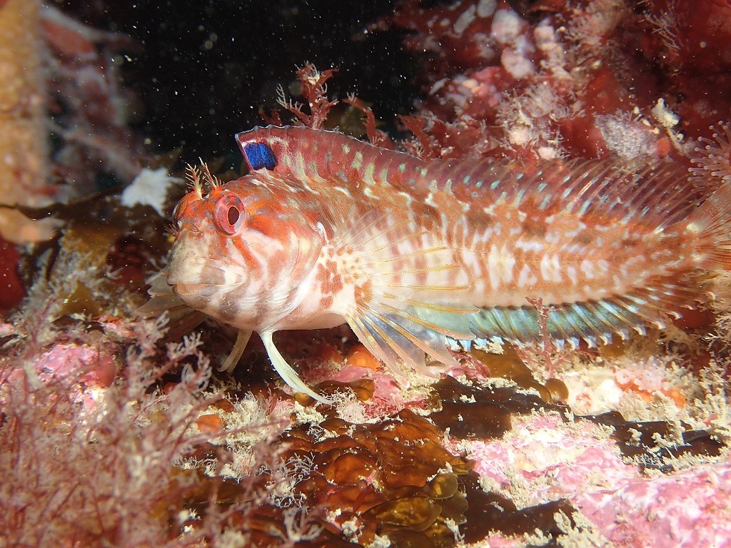 Parablennius