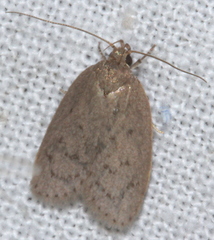 Garrha repandula