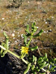 Roepera aurantiaca aurantiaca