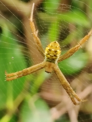 Argiope