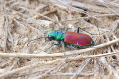 Cicindela splendida