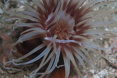 Ceriantheopsis austroafricanus