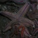 Sand Starfish - Photo (c) Georgina Jones, some rights reserved (CC BY-SA), uploaded by Georgina Jones