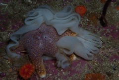 Callopatiria formosa