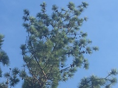 Pinus serotina