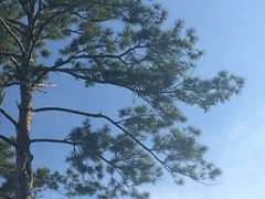 Pinus serotina