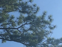 Pinus serotina