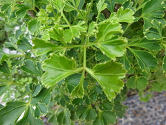 Polyscias scutellaria