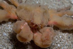 Achaeopsis spinulosa