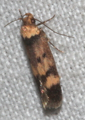 Sphyrelata nefanda