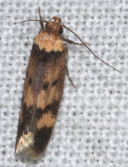 Sphyrelata nefanda