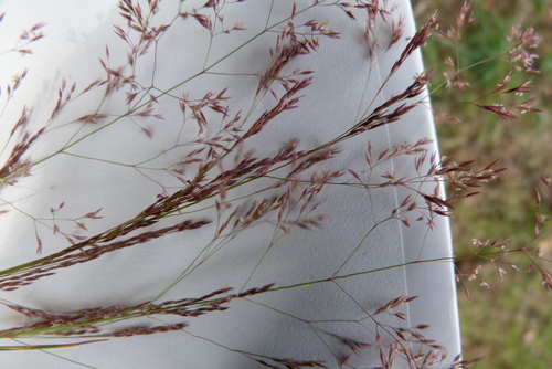 Agrostis capillaris